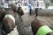 Beef Cattle Ready to Sell