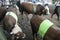 Beef Cattle Ready to Sell