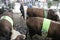 Beef Cattle Ready to Sell