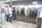 Beef Cattle Ready to Sell