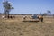 Beef cattle with supplementary feeder.