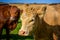 Beef close-up in a farm pasture