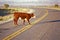 Beef cow crossing highway, open range farming, Monument Valley, UT