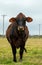 Beef cow curiously looks straight at camera in vertical image