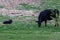 Beef cow grazing on grass with her newborn calf watching.