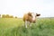 Beef cows and calfs grazing on field with hay