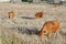 Beef cows grazing in the pastures of Extremadura in Spain