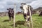 Beef industry: bull calves in field on farm in North Island, New