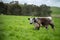 beef steaks and beef production on a farm.  cows on a ranch