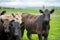 beef steaks and beef production on a farm.  cows on a ranch