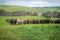 beef steaks and beef production on a farm.  cows on a ranch