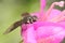 A beefly is looking for prey in a wildflower.