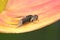 A beefly is looking for prey in a wildflower.