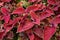 Beefsteak Coleus Perilla frutescens shiso plants