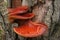 Beefsteak fungus