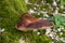 Beefsteak fungus on the forest