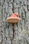 Beefsteak fungus in form of a pink smurf hat