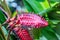 Beefsteak heliconia in tropical setting