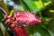 Beefsteak heliconia in tropical setting