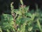 Beefsteak plant, wild basil, rattlesnake weed, shiso