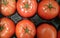 Beefsteak tomato, Beef tomato, Solanum lycopersicum