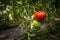 Beefsteak tomatoes, one red, one green, growing on their plant trees in a greenhouse in a rural environment.