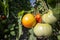 Beefsteak tomatoes, one red, one green, growing on their plant trees in a greenhouse in a rural environment.