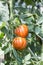 Beefsteak tomatoes plant