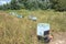 Beehive baskets in the field.