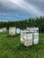 Beehive boxes by cornfield in Wisconsin