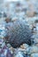 Beehive cactus (Echinomastus sp.) in the desert near Santa Elena Canyon