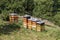 Beehive, different beehives on a meadow