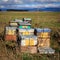 Beehive farm box