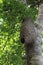 Beehive in a Forest Tree