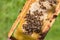 Beehive frame with bees on green foliage background