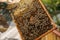 Beehive frame, honey bee and beetle