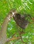 Beehive of Giant Honey Bees on Big Tree