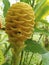 Beehive Ginger   844494