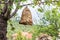 Beehive hanging on a cherry tree against sky