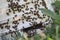 Beehive in Helsinki`s botanical garden