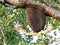 Beehive on peepal tree, Bee hive in its natural form.