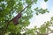 Beehive on tree branch in garden.