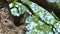 Beehive in tree trunk - part 6