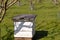 Beehive used for pollinating fruit trees