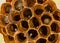 Beehive or wasp`s nest. Detail of a wasp nest with larvae and honey inside.