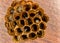 Beehive or wasp`s nest. Detail of a wasp nest with larvae and honey inside.