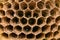 Beehive or wasp`s nest. Detail of a wasp nest with larvae inside.