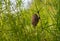 A Beehive of wild bees, wasps hanging on a leg in the green grass