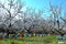 Beehives in almond trees