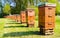 Beehives in apiary near forest